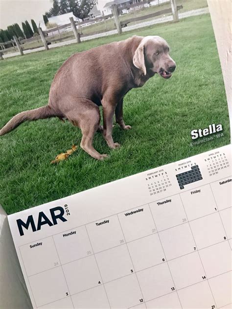 calendar of dogs pooping